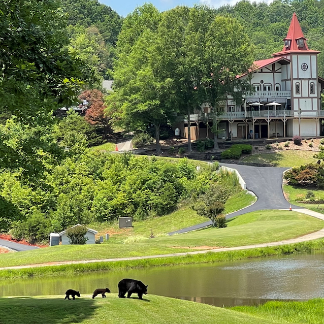 Safari Tour - Bears At Clubhouse 