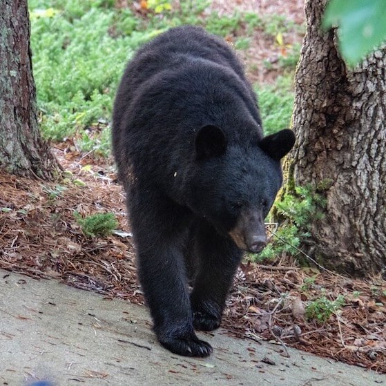 Safari Tour - Bears At trees 