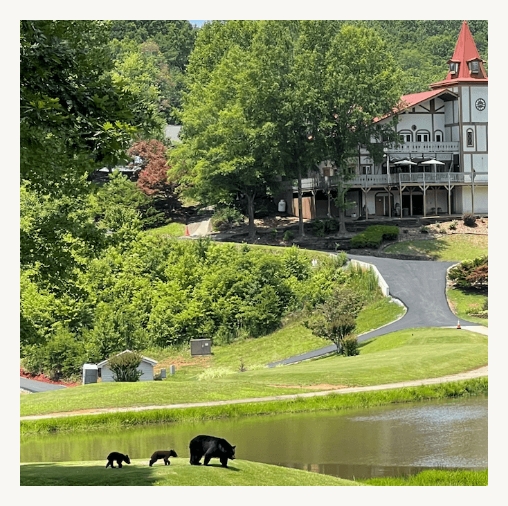 Safari Tour - Bears At Clubhouse